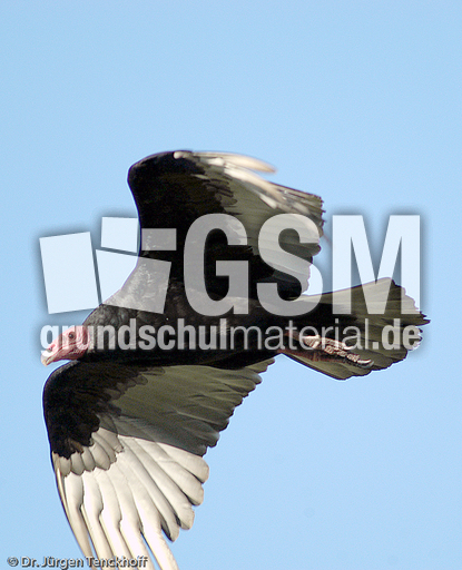 Truthahngeier (11 von 14).jpg